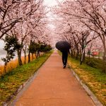 Sakura-Kyoto