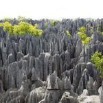 Taş Orman – Madagaskar