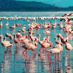 Nakuru Gölü